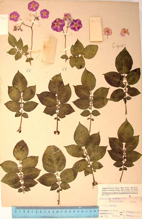 S. tuberosum chilotanum grandifolliolatum crassiipedicellatum Holotype 1970